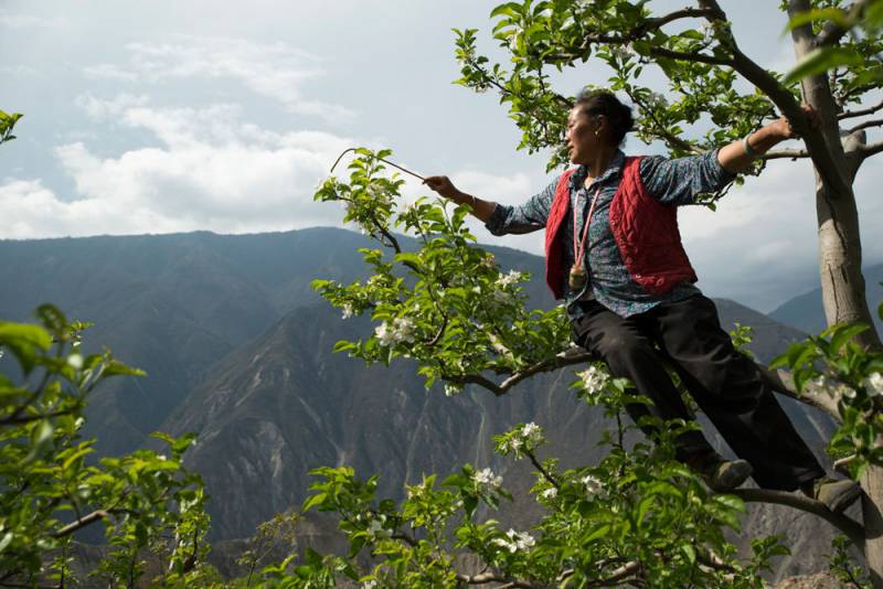 03b-2014-chines-hommes-remplacent-les-abeilles.jpg