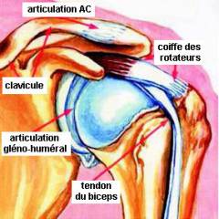 anatomy_rc_fr.jpg