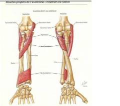 pronation-1.jpg