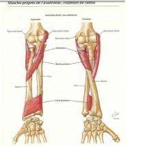 pronation-1.jpg