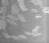 Sonification bactérie